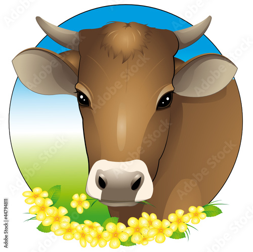 cow portrait