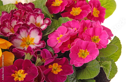 Wallpaper Mural Flowers, Primrose Torontodigital.ca