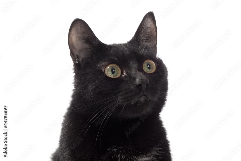 Black cat portrait Black cat portrait