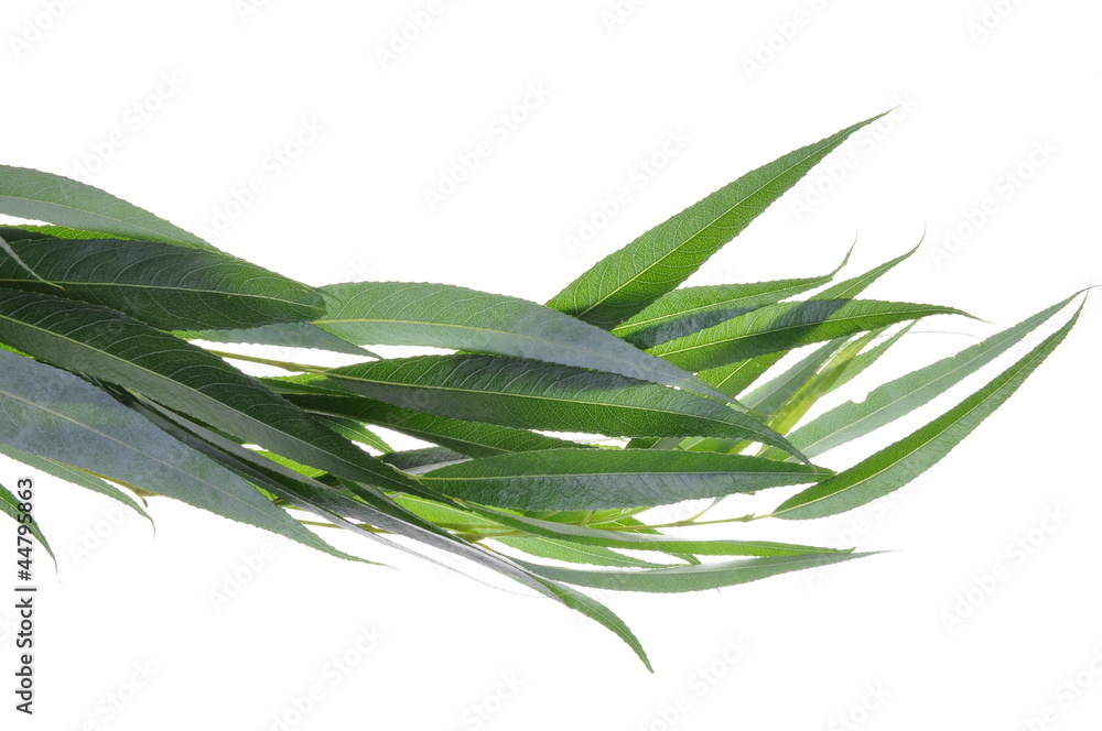 Fototapeta premium Willow tree leaves isolated on white background