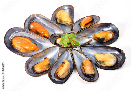 Mejillones en fondo blanco.