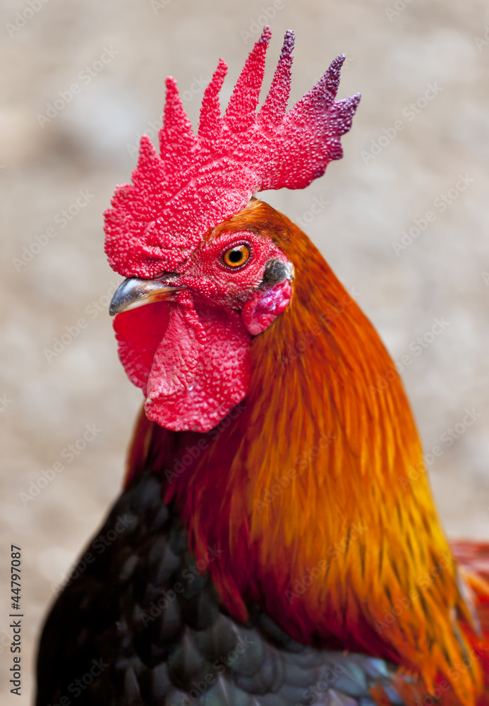 Cocky red rooster