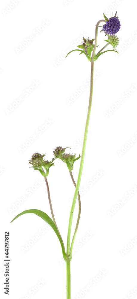 Naklejka premium Devil's-bit, Succisa pratensis isolated on white background