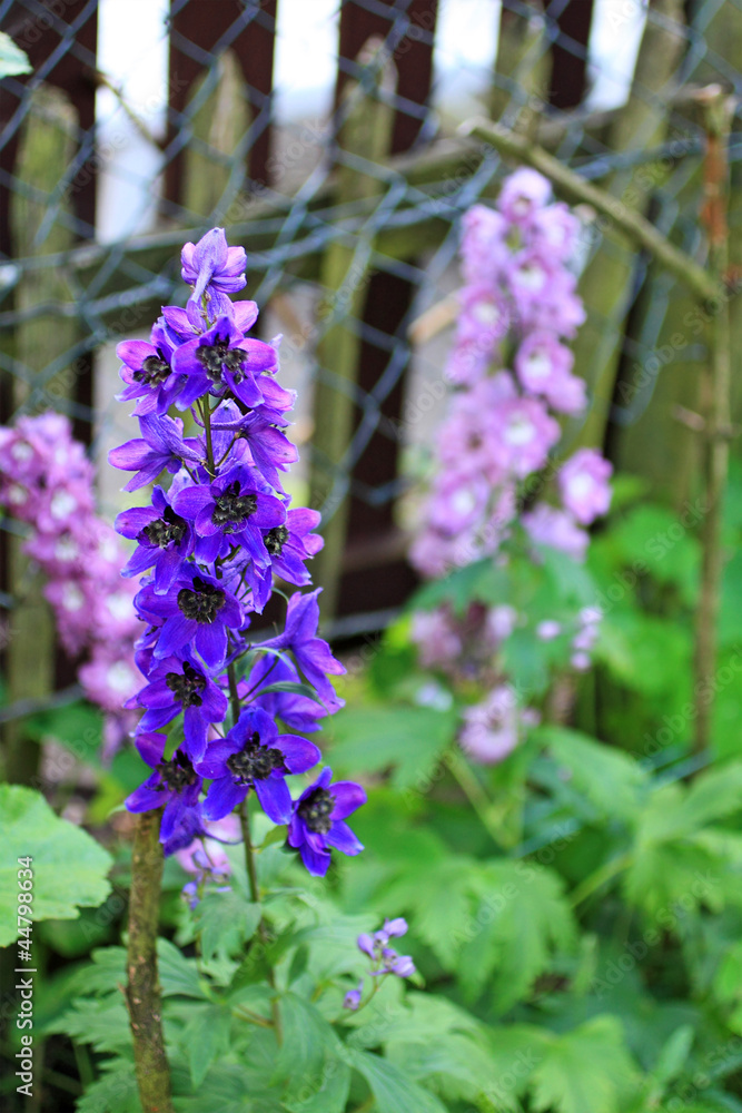 Obraz premium Blooming delphinium close up