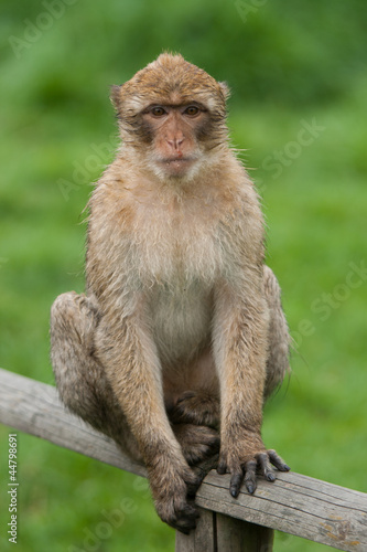 Macaque monkey © Vankad