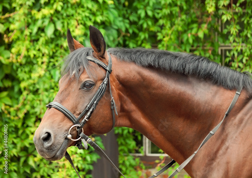 portrait of wonderful breed dressage bay stallion