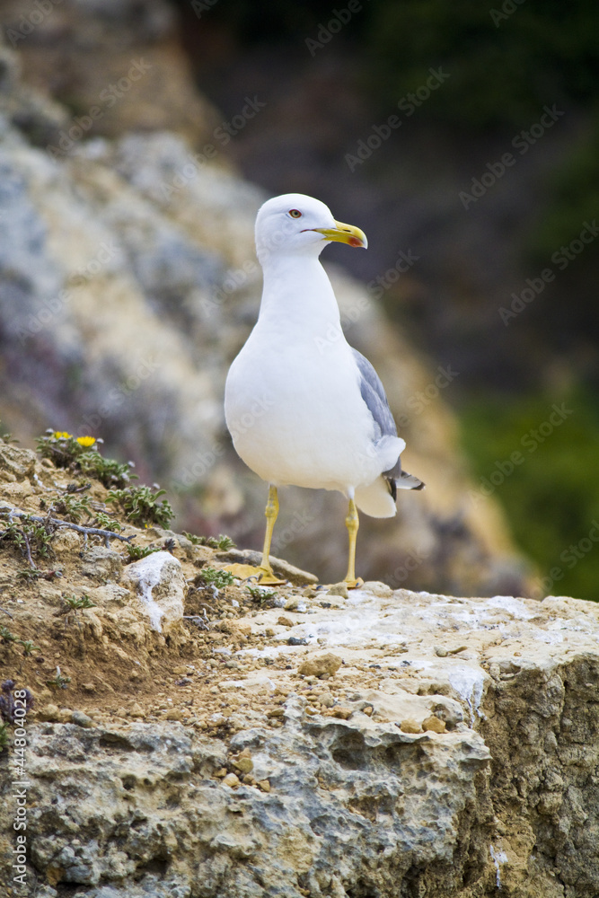 seagull bird in the wild