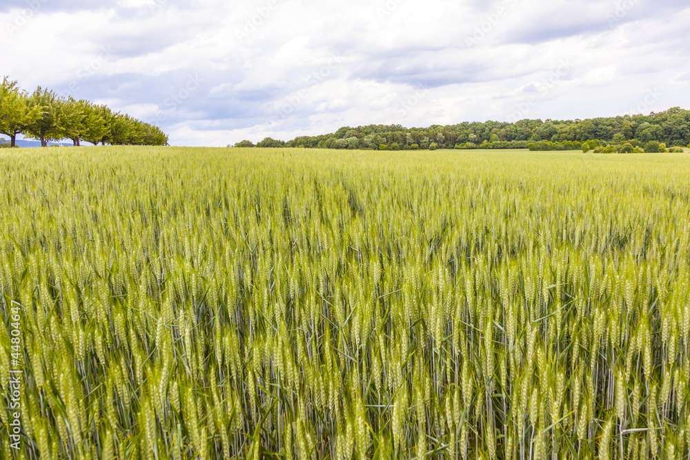 beautiful pattern of green grain in grainfield
