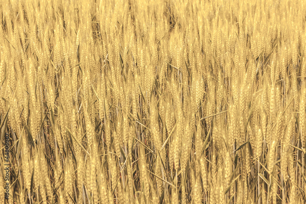 beautiful pattern of golden grain beautiful pattern of golden grain