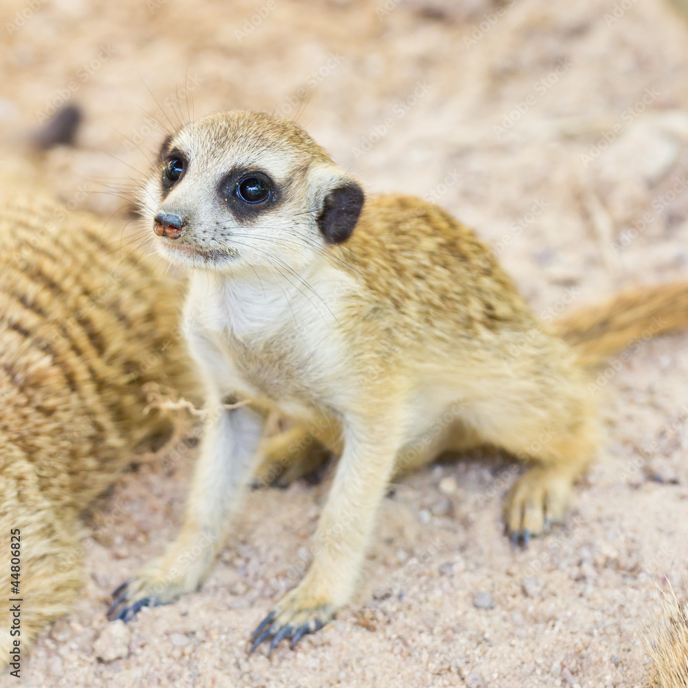 Fototapeta premium portrait of meercat