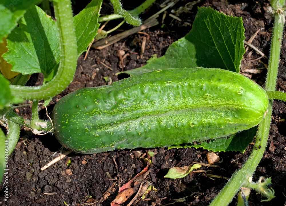 Obraz premium Einlegegurken