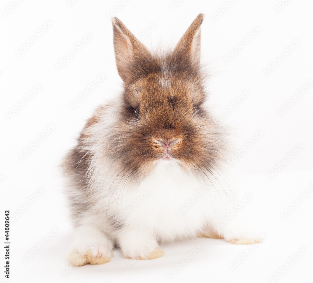 Obraz premium Rabbit