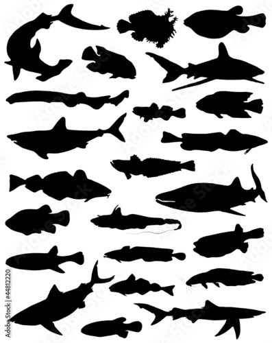 Collection of fishes and sharks