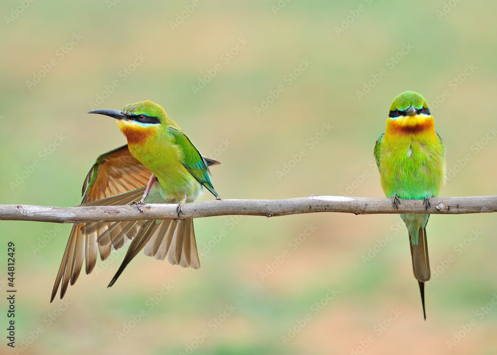 Blue tailed Bee eater Blue tailed Bee eater