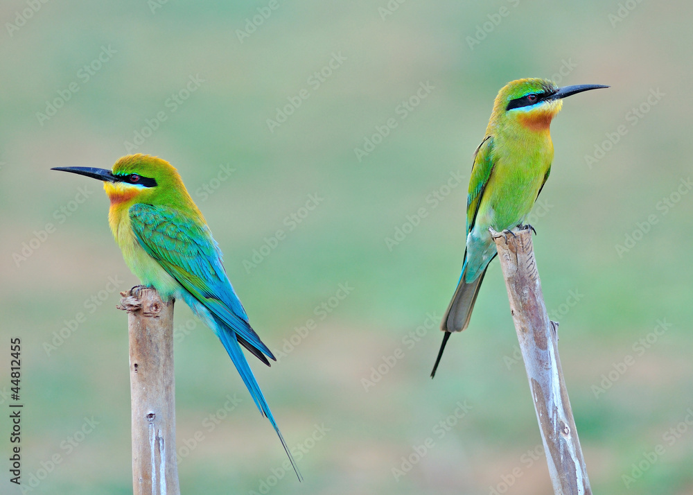Obraz premium Blue tailed Bee eater