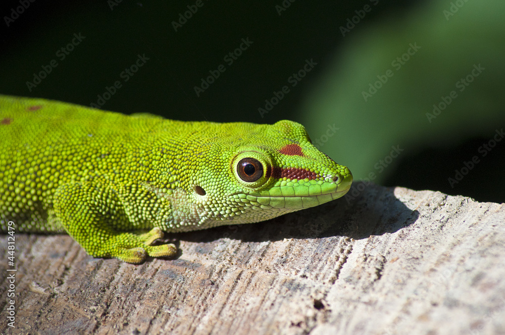 Fototapeta premium geco