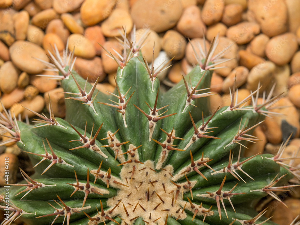 Obraz premium Thorns of cactus