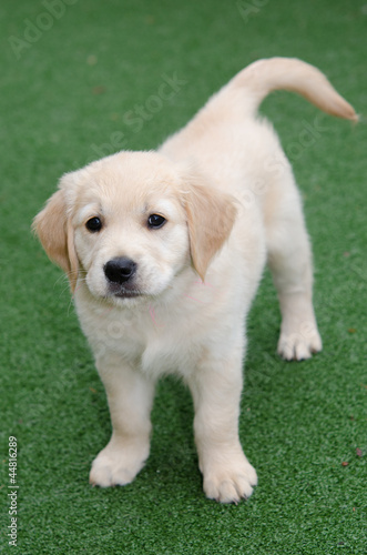 ゴールデンレトリバーの赤ちゃん 7週目 Stock 写真 Adobe Stock