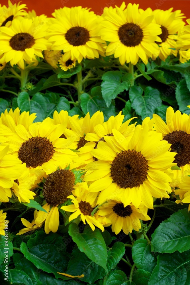 Sonnenblumen auf dem Markt Sonnenblumen auf dem Markt