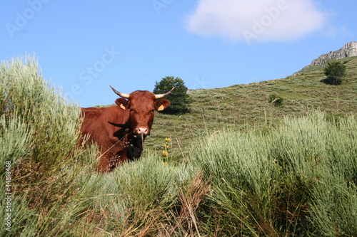 Cantal