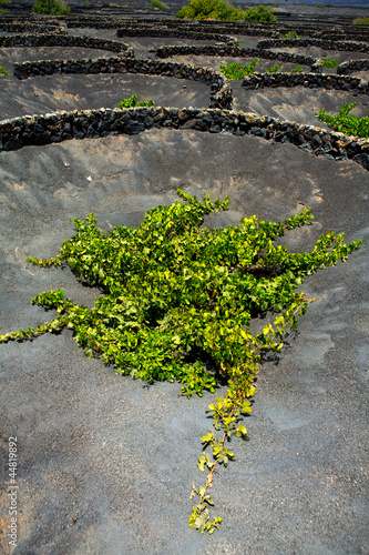 Lanzarote La Geria vineyard on black volcanic soil photo