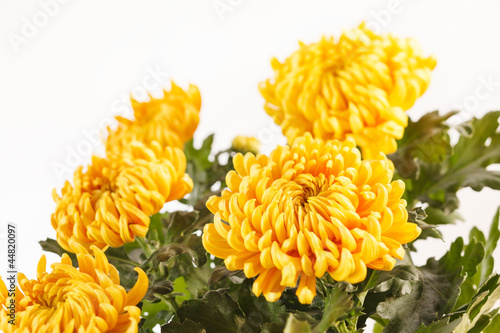 Fototapeta Naklejka Na Ścianę i Meble -  Chrysanthemum Flowers