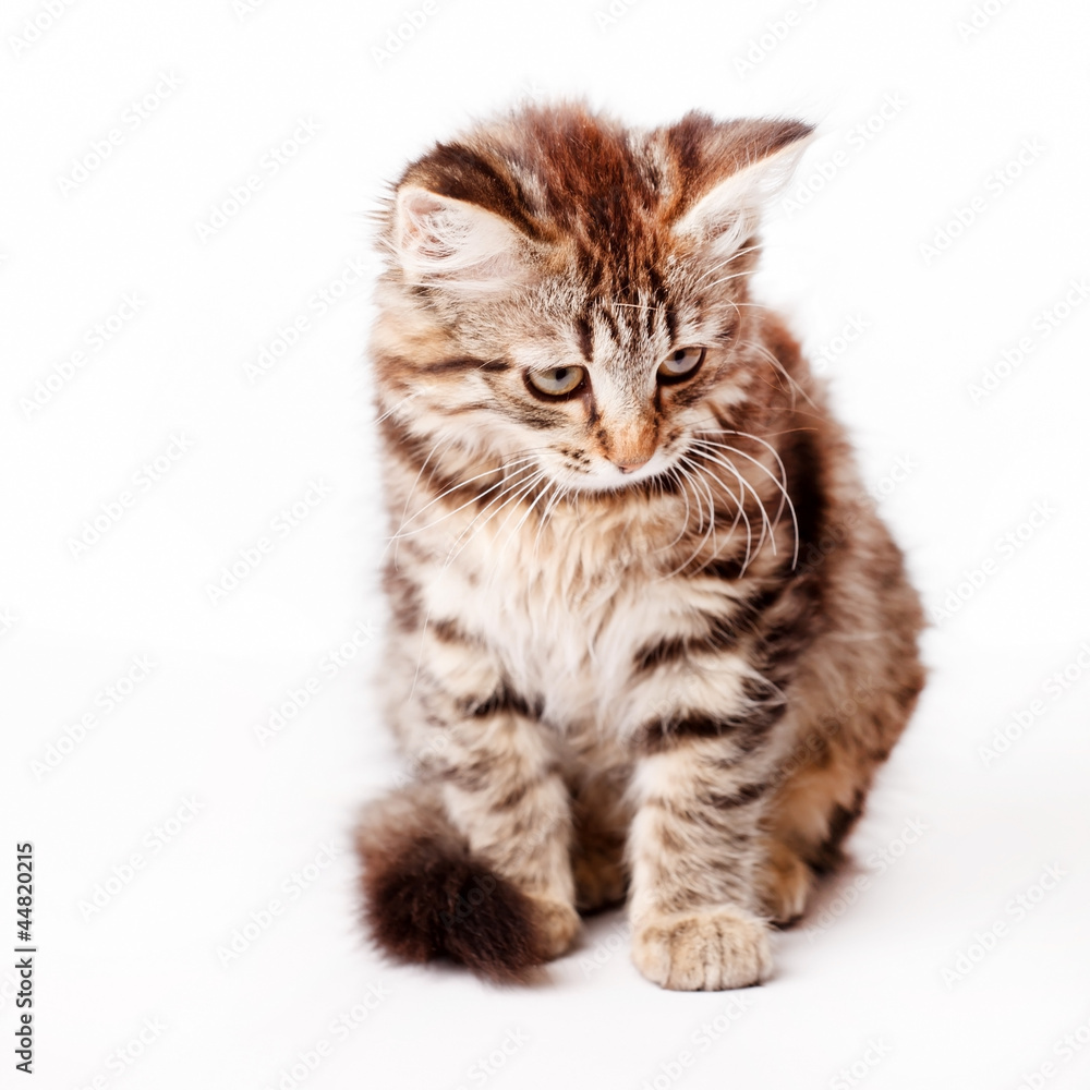 little kitten little kitten