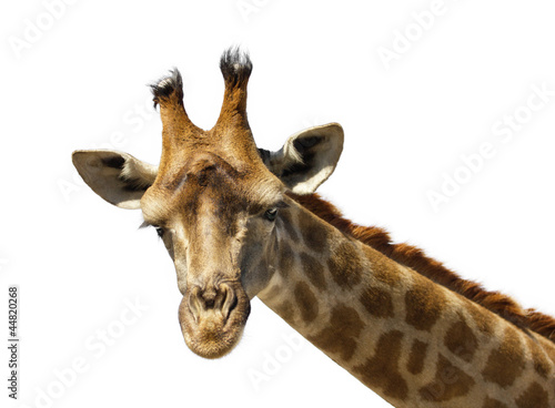 Fototapeta Naklejka Na Ścianę i Meble -  giraffe portrait