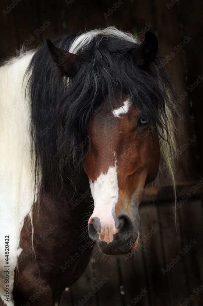 Naklejka premium Westernpinto