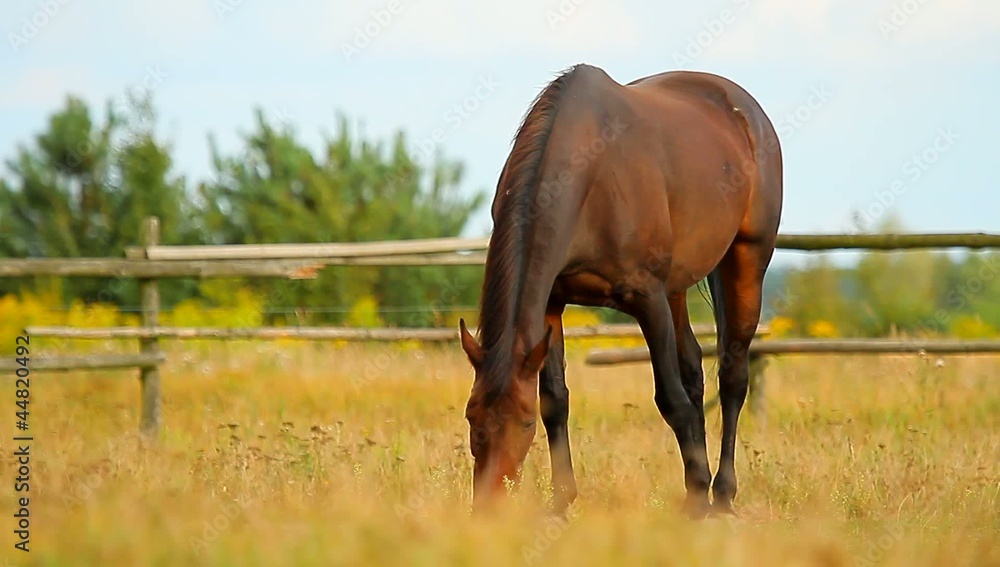 horse in a field, farm animals series horse in a field, farm animals series