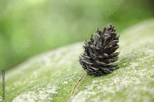 Foto pine cone on rock