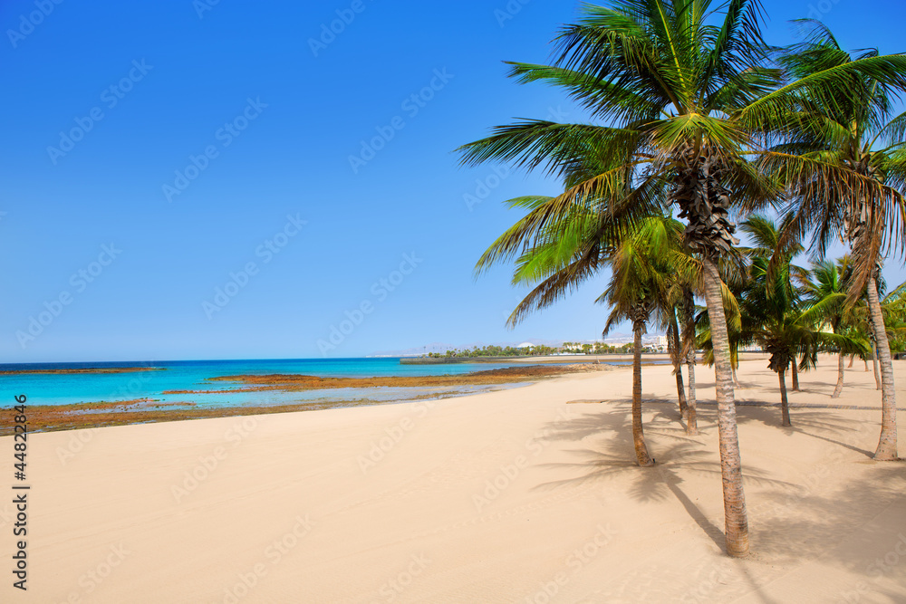 Arrecife Lanzarote Playa Reducto beach palm trees Arrecife Lanzarote Playa Reducto beach palm trees