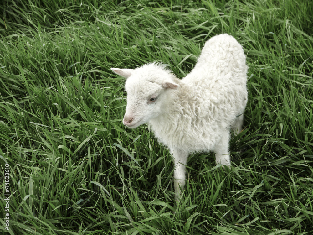 Obraz premium Lamm
