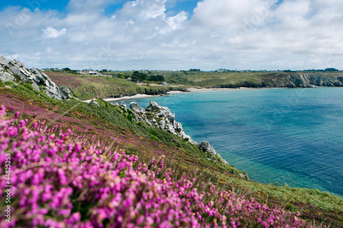 Fleurs, Pointe de Pen Hir, Camaret © philippe Devanne