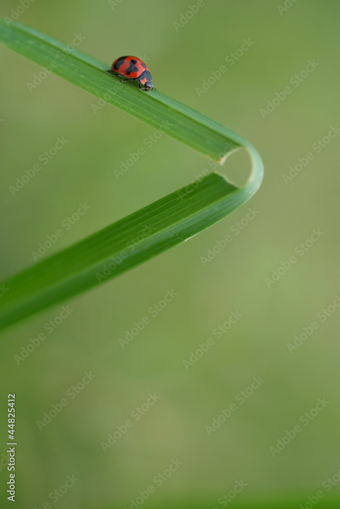 Ladybug Ladybug