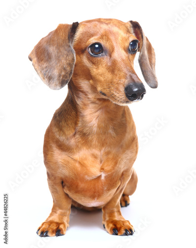 Dachshund Dog