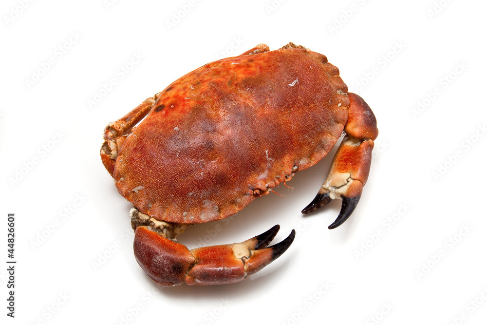Edible brown crab isolated on a white studio background. Edible brown crab isolated on a white studio background.