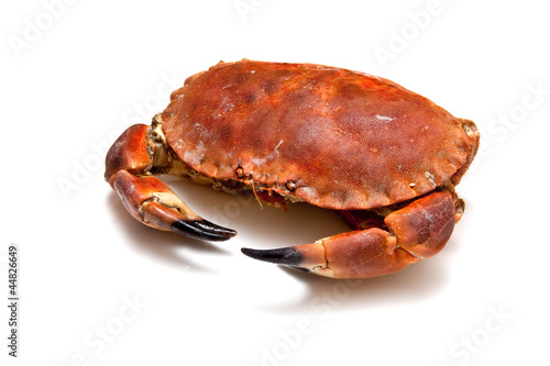 Edible brown crab isolated on a white studio background.
