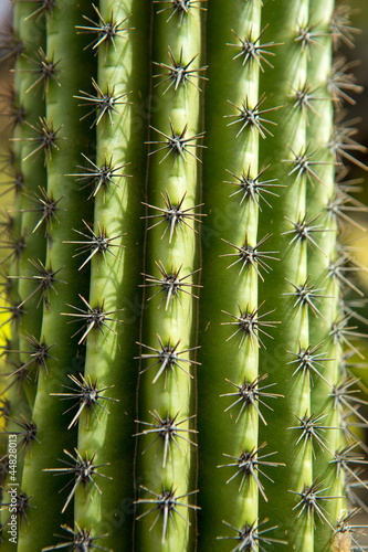 Lanzarote Guatiza cactus garden Stenocereus Stellatus