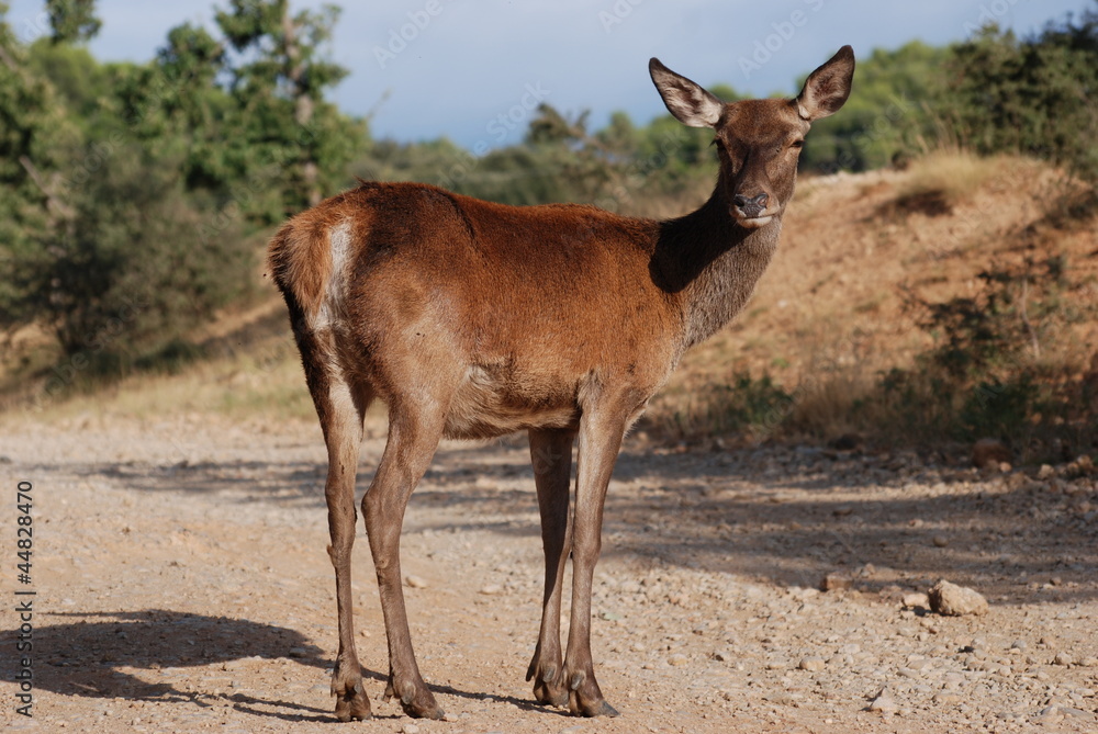 biche biche