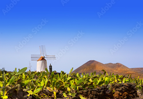 Lanzarote Guatiza cactus garden windmill
