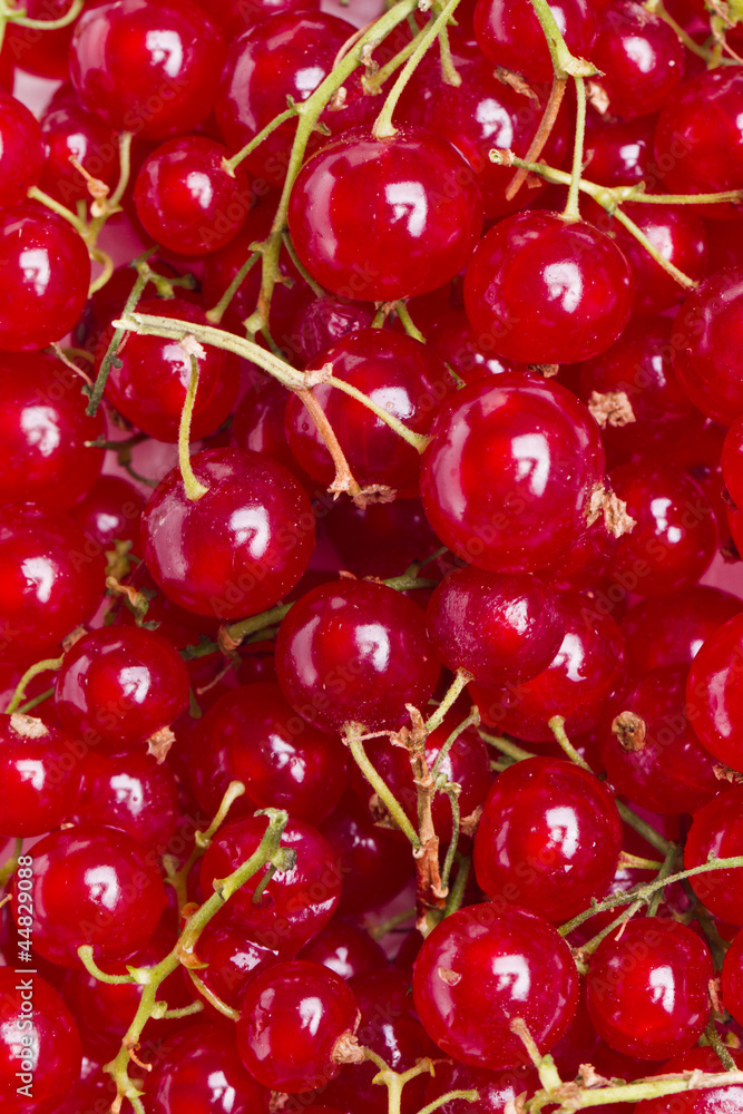 tasty red currant berries tasty red currant berries