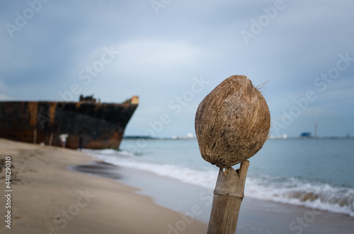 Old coconut on the bamboo poles