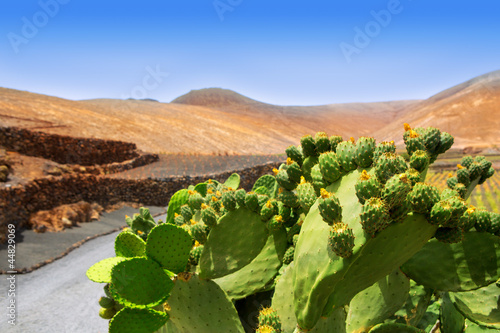 Cactus Nopal in Lanzarote Orzola with mountains photo