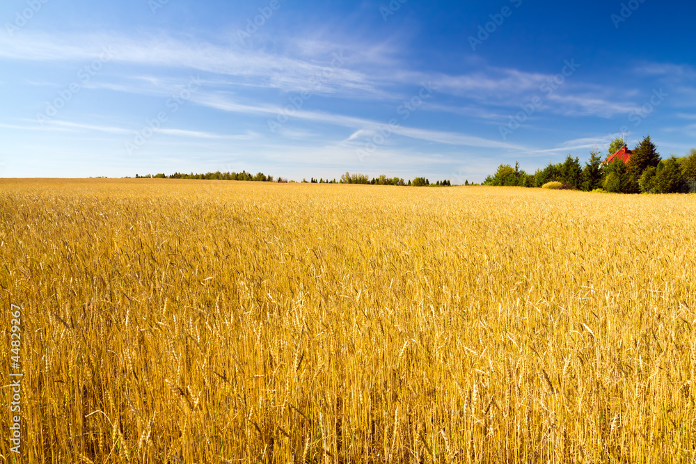 Fototapeta premium Wheat Field