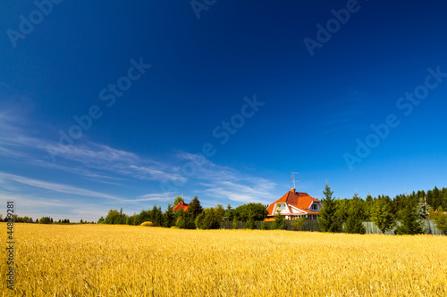 Summer landscape with wheat field