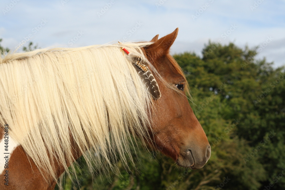 Obraz premium Cheval amérindien