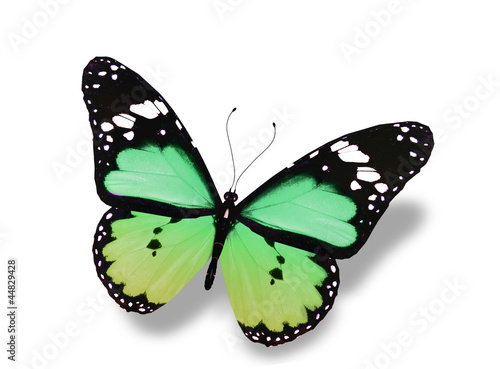 Green butterfly flying, isolated on white background