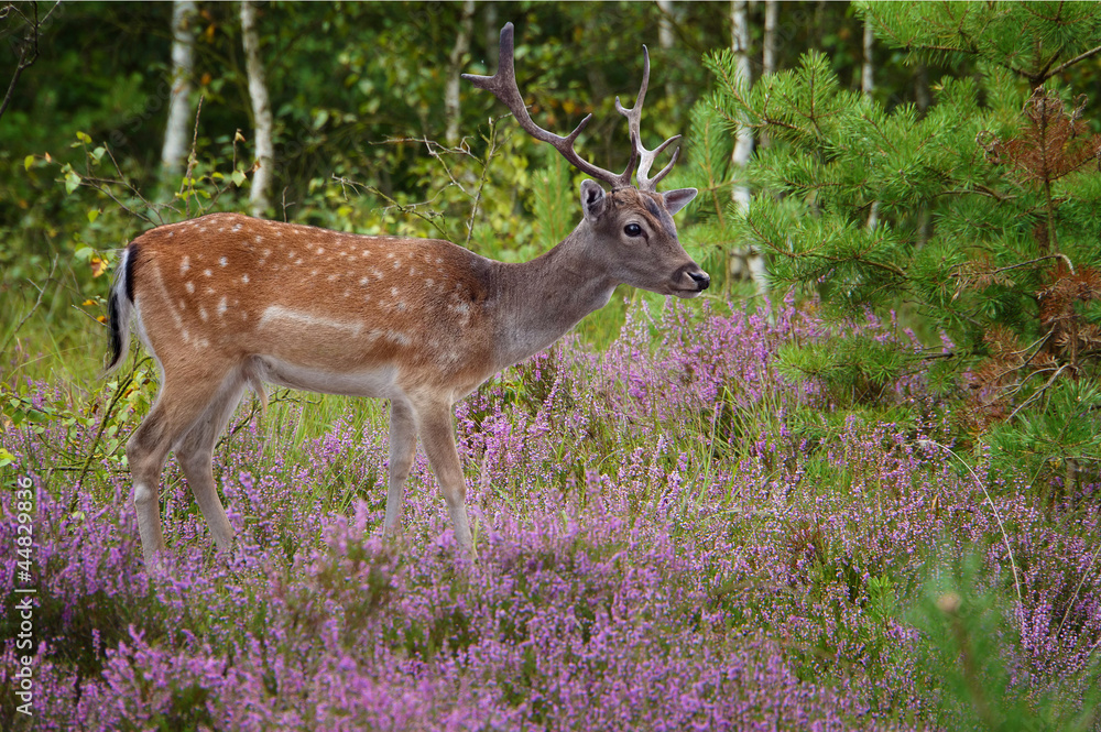 Naklejka premium Deer