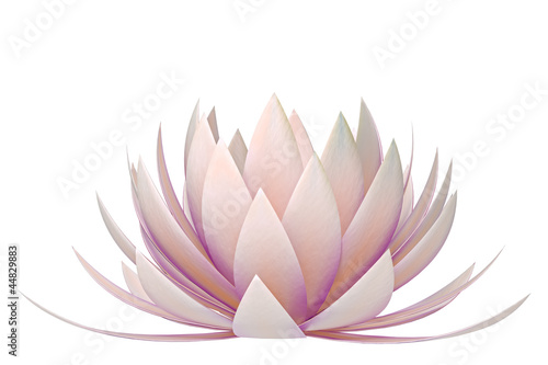 Fototapeta Naklejka Na Ścianę i Meble -  lotus flower on a white background